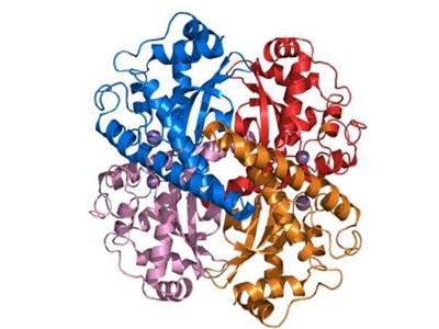 Metallothionein